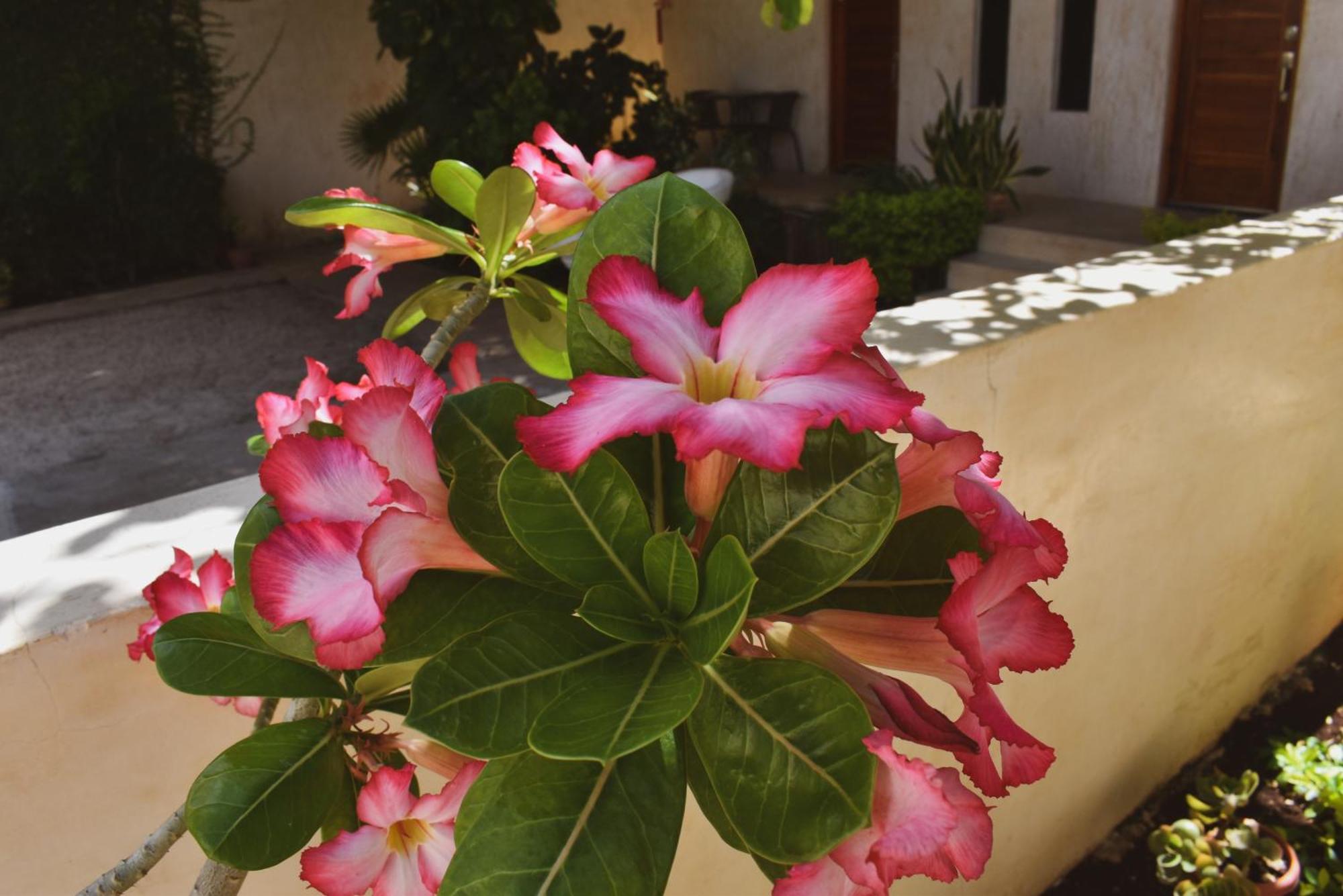 Hotel Boutique Bugambilias Valladolid (Yucatan) Exterior foto